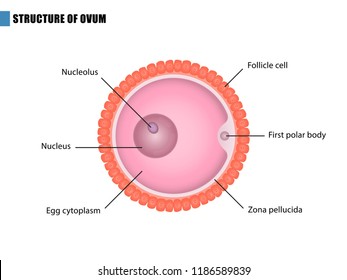 Ovum Nucleus Diagram Images; Stock Photos & Vectors | Shutterstock