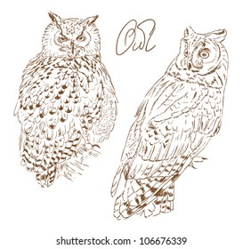 owl