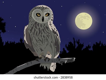 Owl