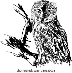 owl