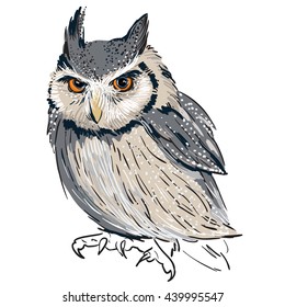owl
