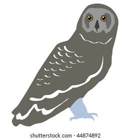owl