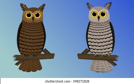 owl