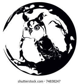 owl,