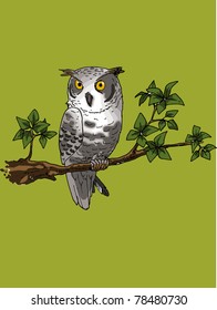 owl