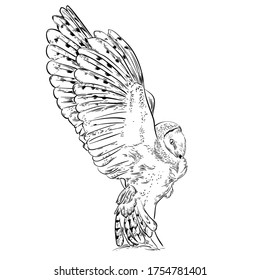 Owl bird black and white engrave hand drawn vector illustration. Line sketch