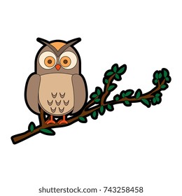 owl bird in branch
