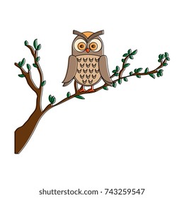 owl bird in branch