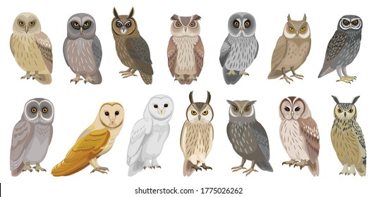 Owl bird cartoon vector set illustration of icon. .Vector set icon of animal owl. Isolated cartoon collection illustration of bird on white background.