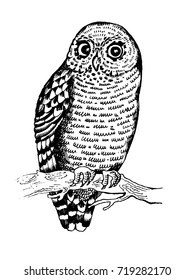 Owl bird engraving vector illustration. Scratch board style imitation. Hand drawn image.