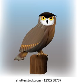 owl bird vector illustration