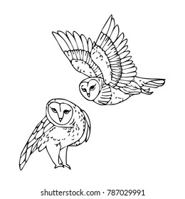 Owl bird vector illustration. Doodle style. Design, print, decor, textile, paper