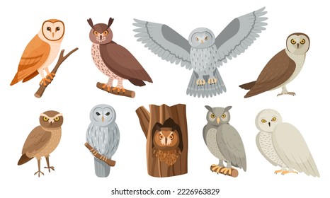 Owl birds. Cute owlet sitting on tree branch, hide in hollow and flying night bird isolated vector set. Wild grey and brown characters with beak and feathered wings. Forest fauna animals