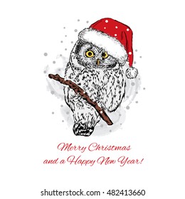 Owl in Christmas hat. Vector illustration for a card or poster. Festive pattern. New Year's and Christmas. Beautiful bird.