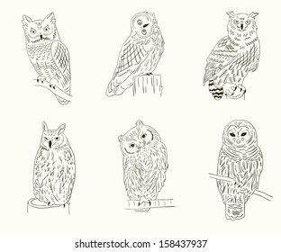 Owl collection. Set of funny bird.