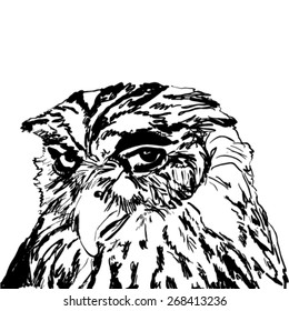 owl drawing vector illustration
