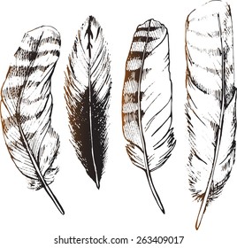 Owl feathers painted by hand. Sketch pens. Feathers bird of prey.