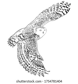 Owl in flight black and white engrave hand drawn vector illustration. Line sketch