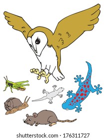 owl, grasshopper, snail, gecko, rat, animals in the city