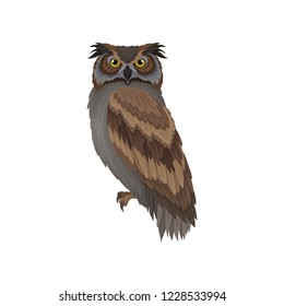 Owl with gray-brown plumage, side view. Wild flying creature. Forest bird. Flat vector design