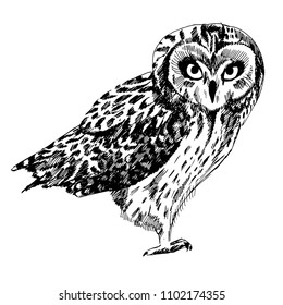 Owl hand drawn, black and white isolated vector illustration