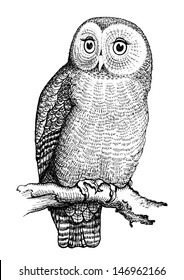 Owl hand drawn  black   white isolated vector illustration