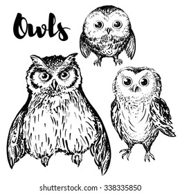 Owl hand drawn, black and white isolated vector illustration. Set of a three birds