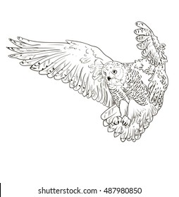 Owl hand drawn, black and white isolated vector illustration