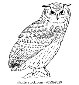 Owl hand drawn sketch, black and white isolated vector illustration