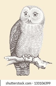 Owl hand drawn, vector illustration