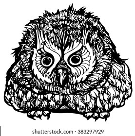Owl - hand drawn vector illustration, isolated on white