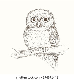 Owl illustation. Hand drawn bird background