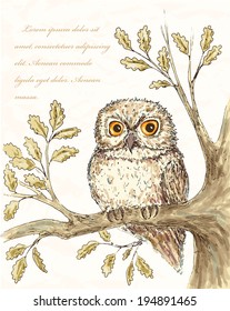 Owl illustation. Hand drawn bird background