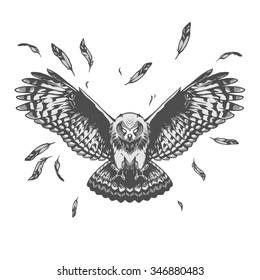 Owl illustration