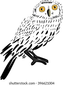 Owl illustration