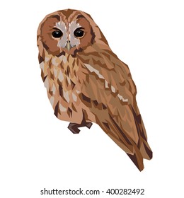 owl illustration bird, vector owl