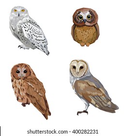 owl illustration birds, set vector owl