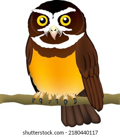 Owl illustration. 'Spectacled Owl' Vector EPS format.