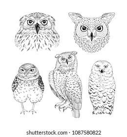 owl illustrations set