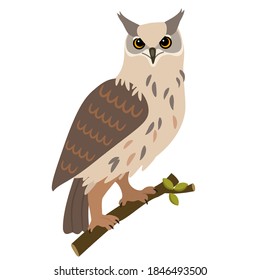 Búho aislado en un fondo blanco. Bonita ilustración vectorial.