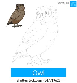Owl learn birds educational game learn to draw vector illustration