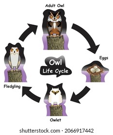 Owl Life Cycle Infographic Diagram showing different phases and development stages including eggs owlet fledgling and adult owl for biology science education