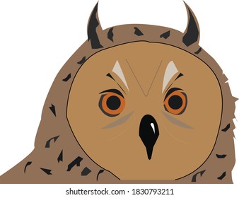 Owl the night bird with sharp look