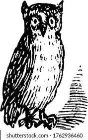 Owl is a nocturnal bird of prey with large eyes, a facial disc, a hooked beak., vintage line drawing or engraving illustration. 