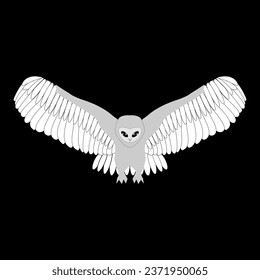 the owl nocturnal bird of prey scientific name Tytonidae
