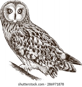 owl on a branch