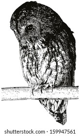 Owl on the roost, vectorized imitation of the ink drawing