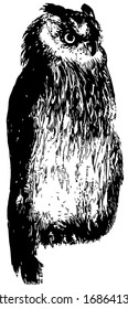 Owl is one of the soberest looking of animals, vintage line drawing or engraving illustration.