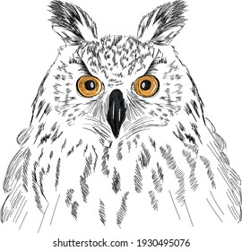 Owl portrait sketch - stylized bird art - vector