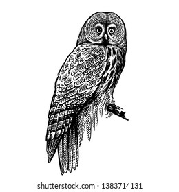 Owl. Realistic bird isolated on white background. Vector illustration. Predatory forest bird. Sketch hand drawing. Black and white. Vintage.